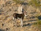 PICTURES/Swansea & Old Brayton Ghost Town/t_Burro Mom & Baby3.JPG